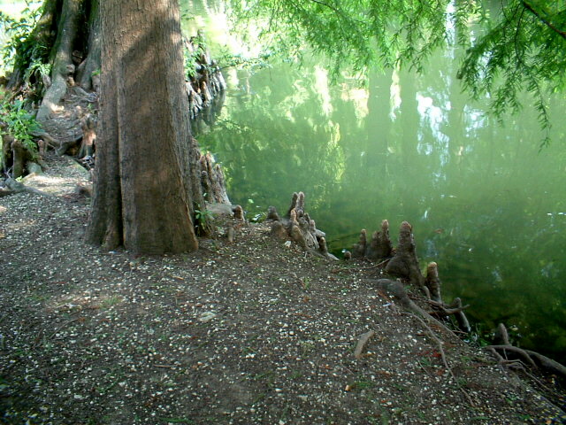 Taxodium distichum / Cipresso calvo